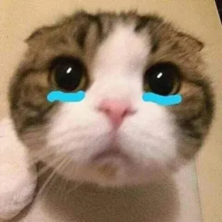 🥹 crying cat telegram sticker