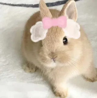 🌟 bunny, rabbit, animal, pet, cute, bow, domestic animal whatsapp sticker