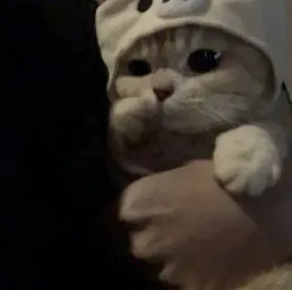 🪐 cat, kitten, cute, animal, pet, mammal, domestic animal telegram sticker
