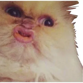 😟 кот, смешной, мем, животное, питомец, выражение telegram sticker
