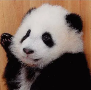 👋 panda, cute, animal, mammal, bear telegram sticker