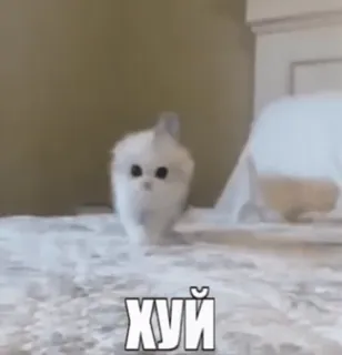 🍆 ХУЙ kot, obraźliwe, obelga, rosyjski, zwierzę, słodki, zwierzak whatsapp sticker