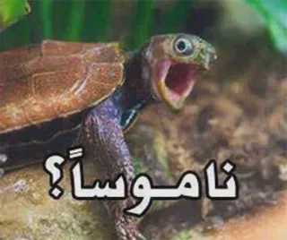 PaCk SaeeD 1 telegram stickers