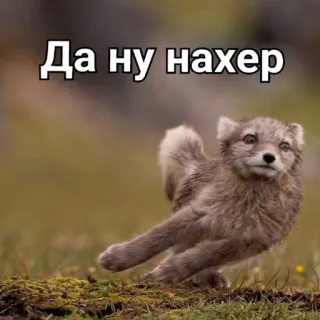 🏃 Да ну нахер raposa, russo, ofensivo, raposa-do-ártico, animal telegram sticker