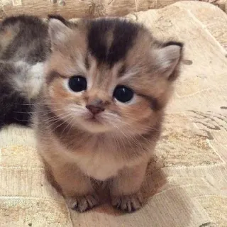 💖 ลูกแมว, แมว, น่ารัก, สัตว์, สัตว์เลี้ยง, สัตว์ตระกูลแมว, แมว telegram sticker
