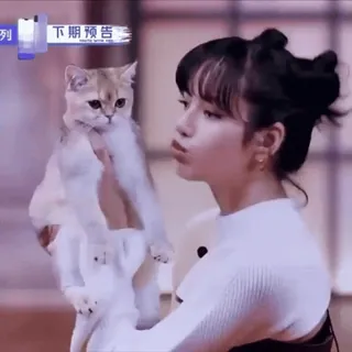🌟 Lisa 猫, 女性, ペット, 有名人, リサ, Blackpink whatsapp sticker