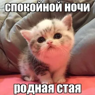 😃 СПОКОЙНОЙ НОЧИ
РОДНАЯ СТАЯ mèo con, mèo, dễ thương, chúc ngủ ngon, ngủ, động vật telegram sticker