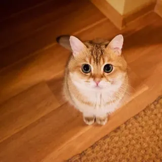 🐱 kucing, lucu, binatang, hewan peliharaan, mata, kucing domestik whatsapp sticker