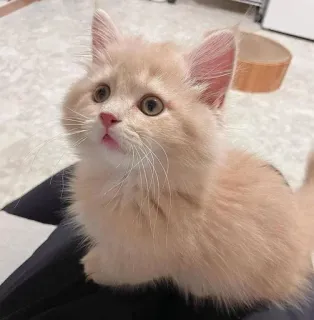 🫀 새끼 고양이, 고양이, 귀여운, 애완, 반려동물, 복슬복슬한 telegram sticker