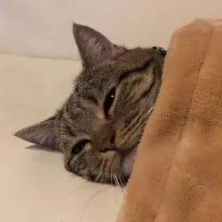 😴 猫, ペット, 動物, かわいい, キジトラ, 飼い猫 telegram sticker