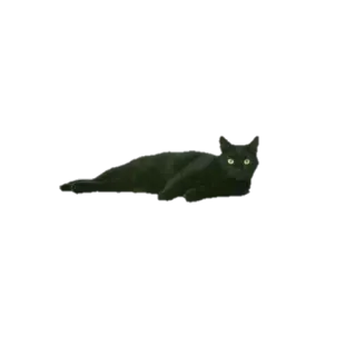😺 고양이, 검은 고양이, 동물, 애완 동물, 고양이과 telegram sticker