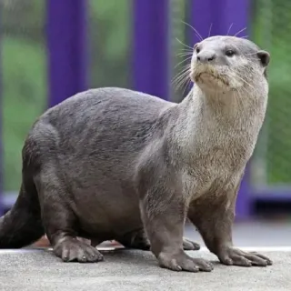 🦦 nutria, animal, mamífero, fauna, naturaleza, lindo telegram sticker