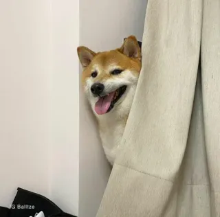 ❤️ dog, shiba inu, curtain, pet, animal, cute telegram sticker