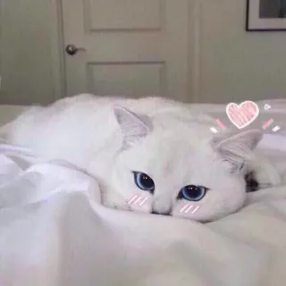 😍 mèo, động vật, dễ thương, trắng, trái tim, thú cưng, nhà telegram sticker