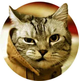 😏 cat, animal, cute, pet, feline, tabby, sticker telegram sticker
