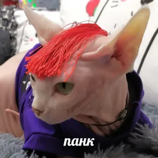 👨‍🎤 панк gatto, punk, senza pelo, sphynx, capelli rossi telegram sticker