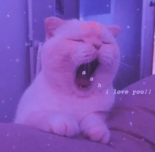 💈 aah i love you!! 고양이, 동물, 하품, 사랑, 귀여운 telegram sticker