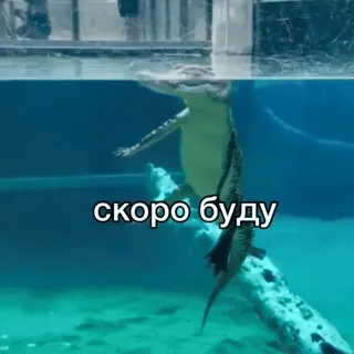 😏 скоро буду крокодил, аллигатор, рептилия, животное, водный telegram sticker