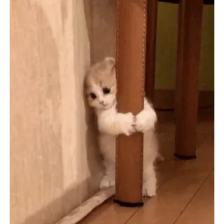 🙀 gato, gatinho, fofo, animal, triste, solitário telegram sticker