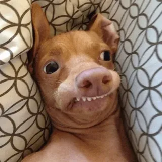 😏 Hund, lustig, Tier, Chihuahua, Haustier, Porträt telegram sticker