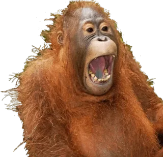 😨 Orango, Scimmia, Primate, Animale, Fauna selvatica, Zoo whatsapp sticker