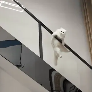 💕 chat, escaliers, chat blanc, chat fluffy, animal, animal de compagnie, animal domestique whatsapp sticker