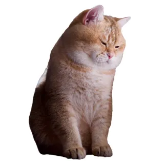 😚 cat, animal, domestic, feline, pet telegram sticker