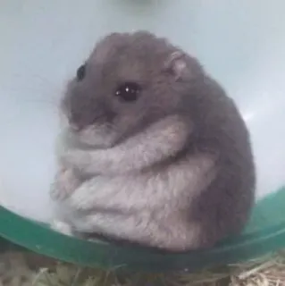 🥺 chomik, zwierzę, zwierzę domowe, słodki, gryzoń telegram sticker