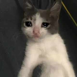 😭 kucing, sedih, menangis, anak kucing, tertekan telegram sticker