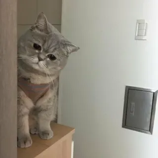 😔 Katze, graue Katze, Haustier, Kätzchen, süß, Haustier, Tier telegram sticker