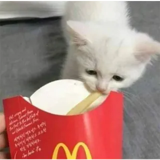 🍟 McDonald's kot, kociak, frytki, jedzenie, McDonalds, zwierzę, słodki telegram sticker