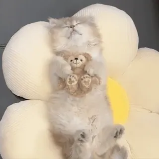 😴 cat, sleeping, cute, kitten, teddy bear, fluffy, adorable, pet telegram sticker