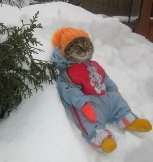 🤩 cat, winter, snow, animals, clothing, cute, humor telegram sticker