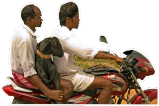 😔 motorcycle, goat, transportation, two men, rural telegram sticker