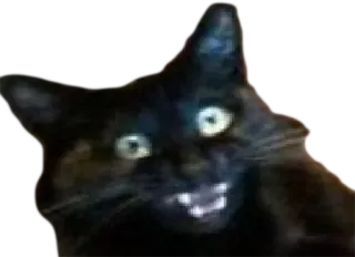 😱 cat, black cat, animal, pet, feline, teeth telegram sticker