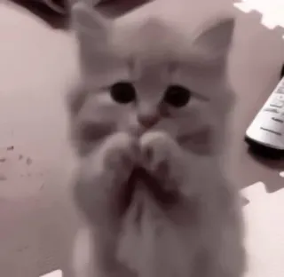 🩹 猫, 小猫, 可爱, 动物, 宠物, 猫科动物 telegram sticker