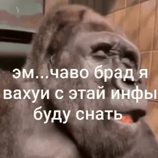 😕 эм... чаво брад я вахуи с этай инфы буду снат กอริลลา, ลิงใหญ่, สัตว์, มีม, ง่วง whatsapp sticker