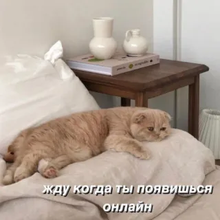 ⏰ жду когда ты появишься онлайн แมว, รอ, เตียง, ออนไลน์, น่ารัก whatsapp sticker