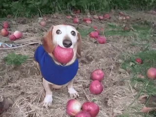 🌟 狗, 腊肠犬, 苹果, 水果, 可爱, 动物, 宠物, 秋天 telegram sticker