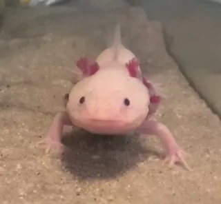🙃 アホロートル, サンショウウオ, 水生, ピンク, 動物, ペット, かわいい telegram sticker