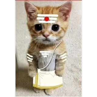 😁 kat, kitten, hindoe, religieus, traditie telegram sticker