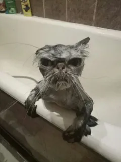 😡 gatto, bagnato, arrabbiato, bagno, divertente telegram sticker