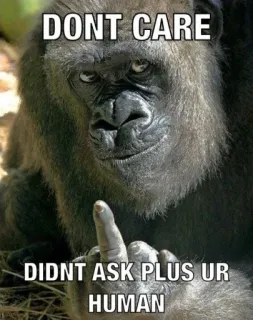 🖕 DONT CARE
 DIDNT ASK PLUS UR HUMAN Gorilla, Dito medio, Meme, Offensivo, Divertente, Sarcastico, Animale telegram sticker