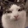 🐱