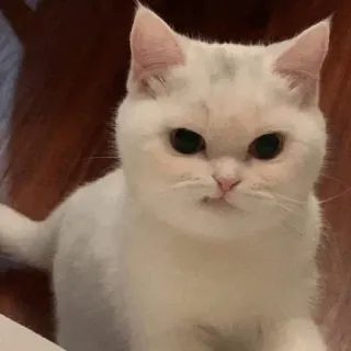 😕 gato, gato blanco, lindo, animal, mascota, animal doméstico whatsapp sticker
