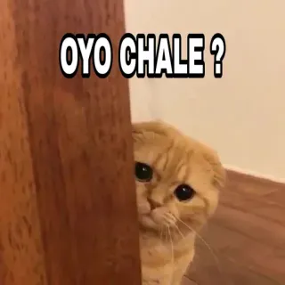 🍁 OYO CHALE ? Katze, süß, spähen, Tier, lustig, Meme telegram sticker