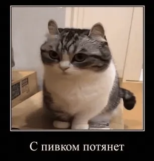 🥱 С пивком потянет gato, animal, engraçado, meme, humor telegram sticker