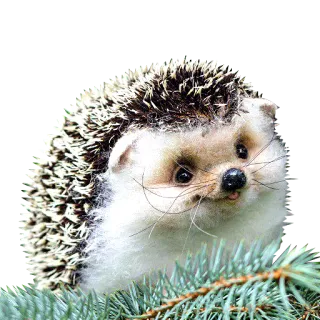 😄 erizo, animal, lindo, naturaleza, fauna telegram sticker
