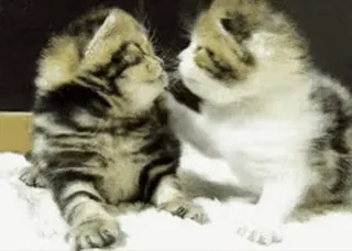 💞 小猫, 猫, 动物, 可爱, 宠物, 猫科动物, 顽皮 telegram sticker