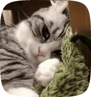 😌 gato, lindo, animal, mascota, gatito, felino, gato doméstico whatsapp sticker
